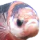 835488230803505182 emote for Discord