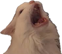 meow emote for Discord