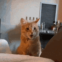 cat_shocked emote for Discord
