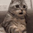 cat_shocked emote for Discord