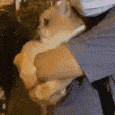 fatcat_scared emote for Discord