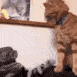cat_fight emote for Discord