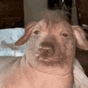uglyassdog emote for Discord