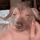 uglyassdog emote for Discord