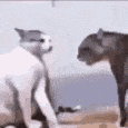 cat_fight emote for Discord