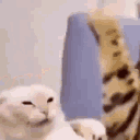 catfight emote for Discord