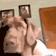 angry_dog emote for Discord