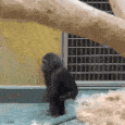 monkey_twerk emote for Discord