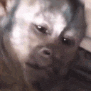 monkey_scream emote for Discord