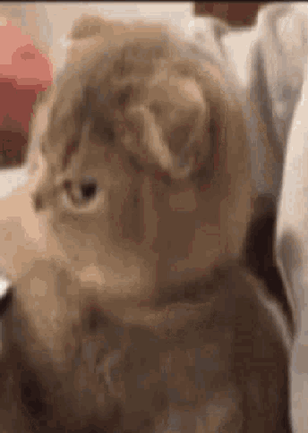annoyedkittensideeye emote for Discord