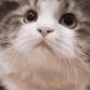 cat_yep emote for Discord