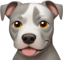 pitbull emote for Discord