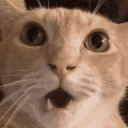 cat_shocked emote for Discord