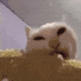 cat_eatcorn emote for Discord