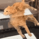 cat_float emote for Discord