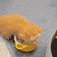 cat_molk emote for Discord