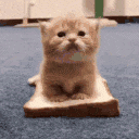 cat_sandwich emote for Discord
