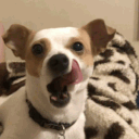 dog_yawn emote for Discord