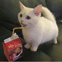 CatSip emote for Discord