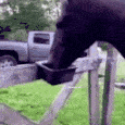 horse_HUH emote for Discord