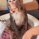 monkey_bath emote for Discord