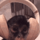 monkey_music emote for Discord