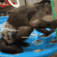 monkey_spin emote for Discord