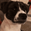 dog_stare emote for Discord