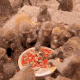 monkey_feast emote for Discord