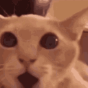 cat_shocked emote for Discord