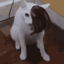 emo_cat emote for Discord