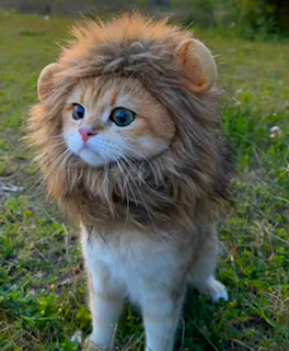 roar emote for Discord
