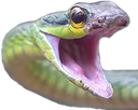 snake_mad emote for Discord