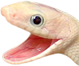 Snakewhite emote for Discord