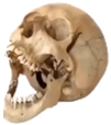 AAA_SKULL emote for Discord