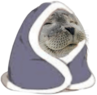 snugwalrus emote for Discord