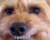 HappyDog emote for Discord