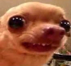 AwkwardDoggy emote for Discord