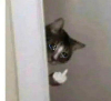 SadCat emote for Discord
