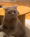 shocked_cat emote for Discord