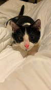 im_coming emote for Discord