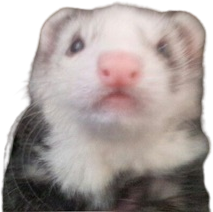 Ferret_wtf emote for Discord