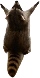 Raccoon_hail emote for Discord