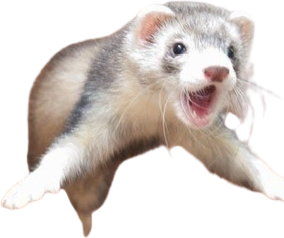 Ferret_attack emote for Discord