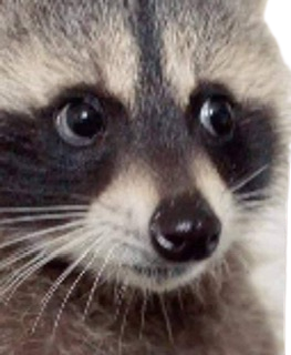Raccoon_face emote for Discord