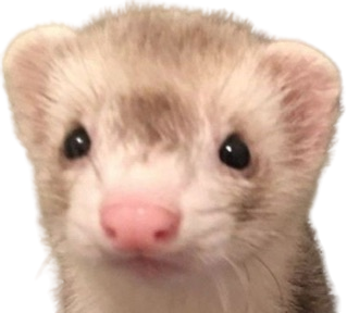 Ferret_stare emote for Discord