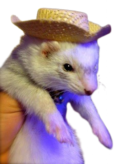 Ferret_cowboy emote for Discord