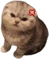 Kitty_angy static emote