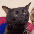 zoningcat emote for Discord
