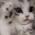 cute_cat emote for Discord